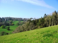 Nutcombe Wood