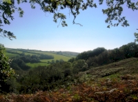 View from the north of the woodland