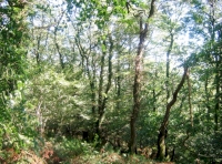 Glorious ancient semi natural woodland