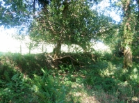 The northern boudary showing the stone wall