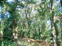 View of Okewill Wood