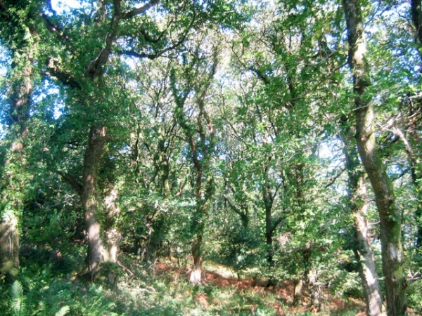 Okewill Wood - SOLD
