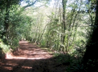 Entrance track for the woodland