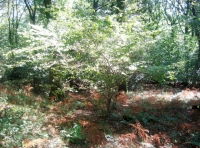 Okewill coppice
