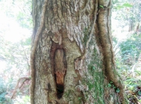 Good habitat including animal homes