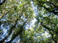 Canopy layer
