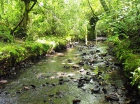 Old Bell Wood - SOLD