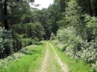Entrance track to Old Star Wood