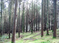 Old trees provide good habitat for a variety of flora and fauna