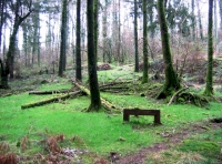 Find the bench within the woodland for a relaxing place