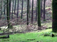 Look carefully, can you spot the deer?