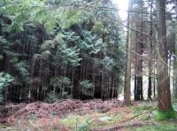 Clearing in the woodland for sale