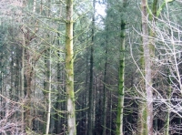 View down into Old Star Wood
