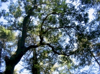 There are a number of excellent broadleved trees within the woodland