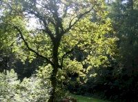 An established oak, good habitat for many creatures