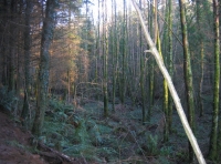 Otters View Wood - SOLD photo 7