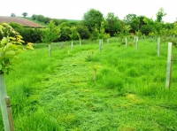 Mixed hedgerows on the southern and western boundaries