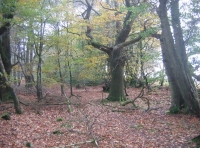 Riggle's wood - SOLD