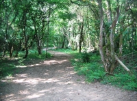 Rose Wood