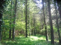 Rye Wood