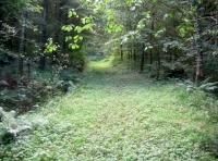 Further tracks 