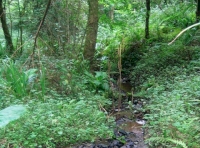The stream