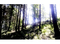 Sunny aspect