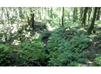 A stream forms part of a boundary for the woodland