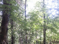 Lower canopy within the woodland