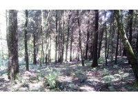 View  through the woodland