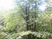 Wild cherry trees 