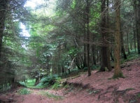 An internal track 