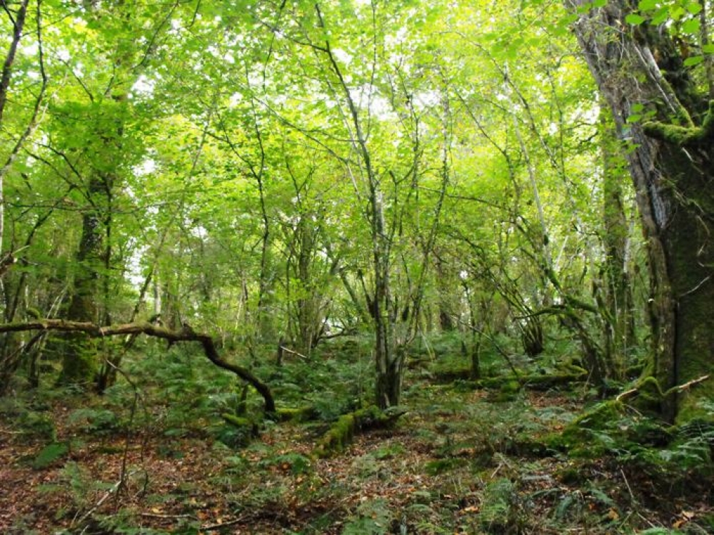management objectives for a semi natural woodland Woodland management | cumbria woodlands sssi semi-natural woods it may be acceptable to change resilience and the woodland managers objectives. management objectives for a semi natural woodland Woodland management | cumbria woodlands sssi semi-natural woods it may be acceptable to change resilience and the woodland managers objectives.