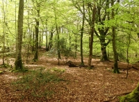 Spie Wood