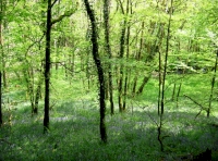 Bluebells in the spring