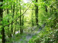 Track within the woodland for sale