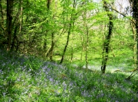 A beautiful woodland for family forestry