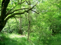 Steward Wood - SOLD