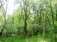 Knarled oak tree