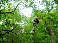 Lots of flora to be discovered