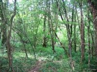 Track into the woodland