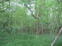 An area of younger trees