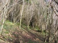 Sunnyside wood photo 2