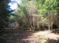 Sunnyside wood photo 3