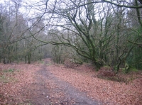 Sweetcombe wood photo 2