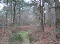 Sweetcombe wood photo 3