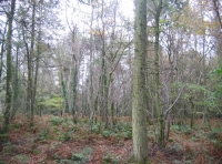 Sweetcombe wood photo 4