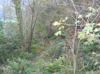 Sweetcombe wood photo 5