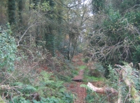 Sweetcombe wood photo 6