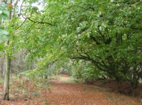 Sweetcombe wood photo 7